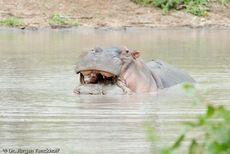 Flusspferd (96 von 104).jpg